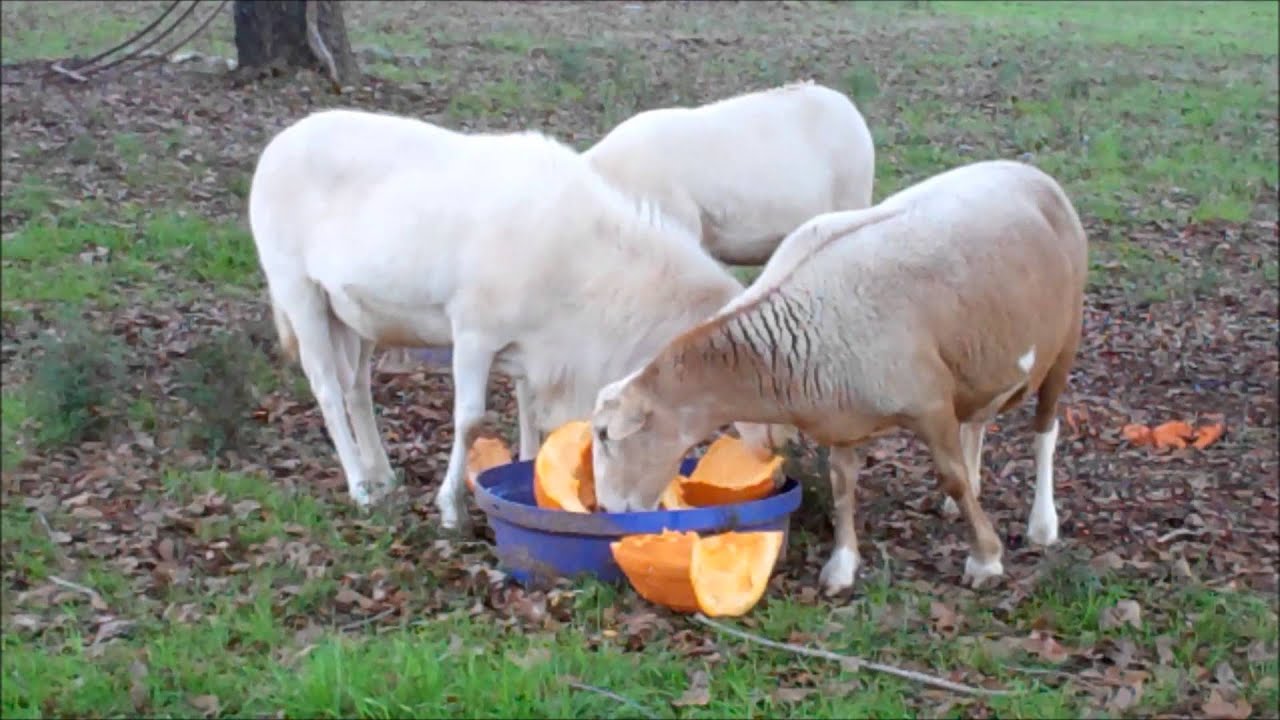 Grazing Livestock In The Winter~Feed LESS Hay !