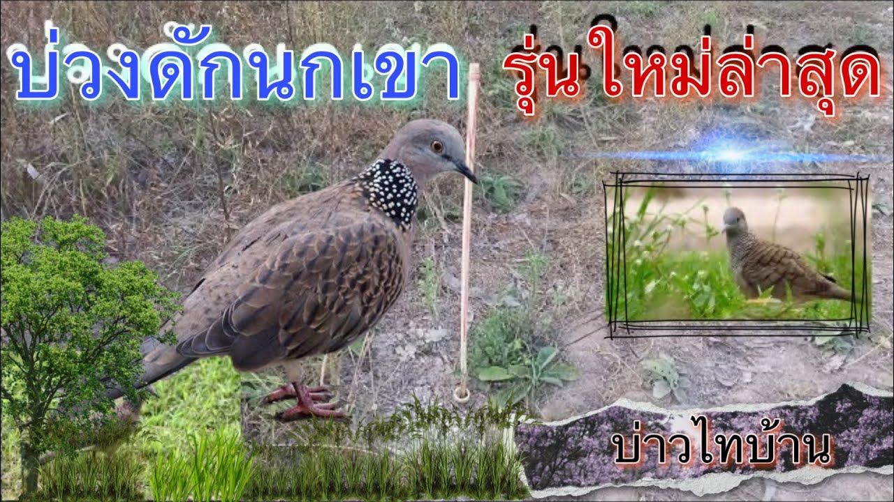 บ่วงดักนกเขารุ่นใหม่ล่าสุด คิดค้นโดยพรานริมโขง