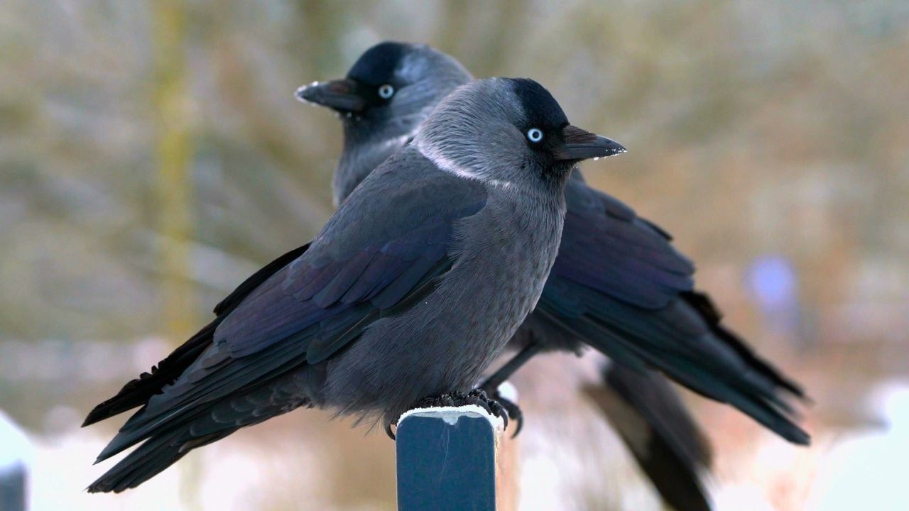 Jackdaws Take Over a Hoodie Bench, or Do They? [4K]