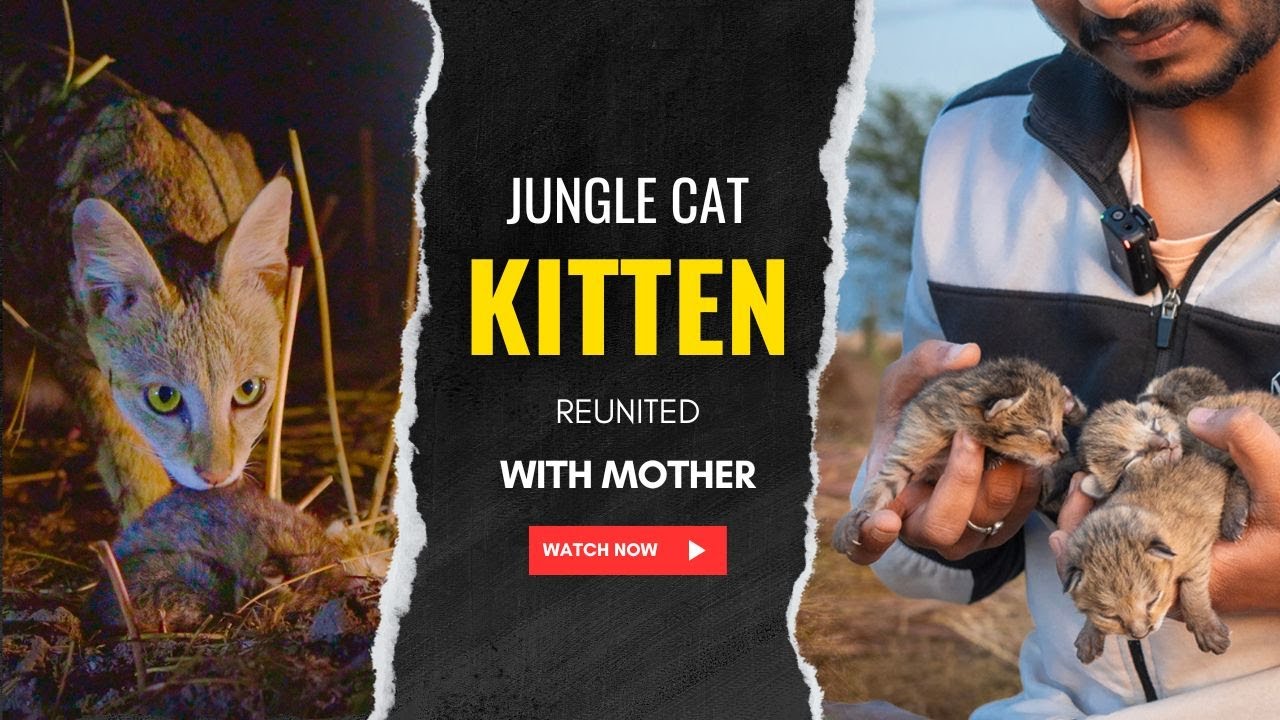 Jungle cat kittens reunited with mother | Wildlife Rescue