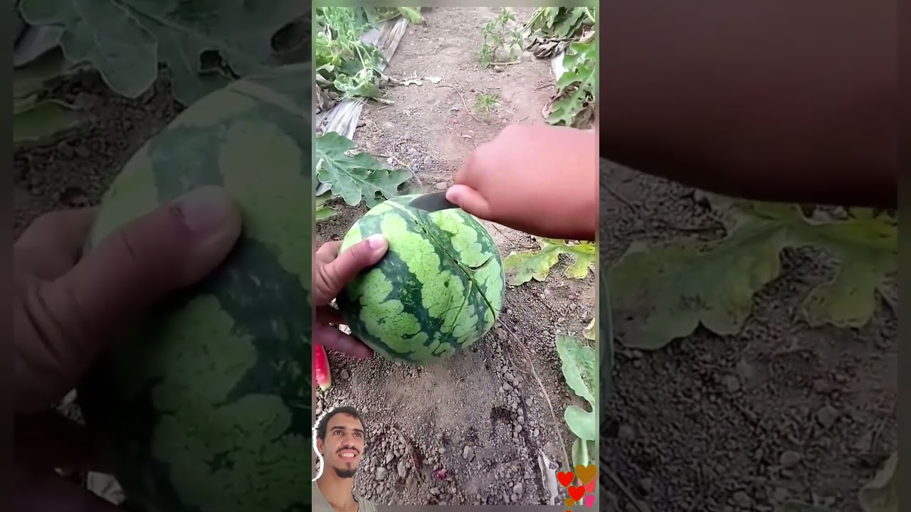 Como Plantar Melancias Grandes: Dicas de Cultivo e Tempo de Colheita Ideal