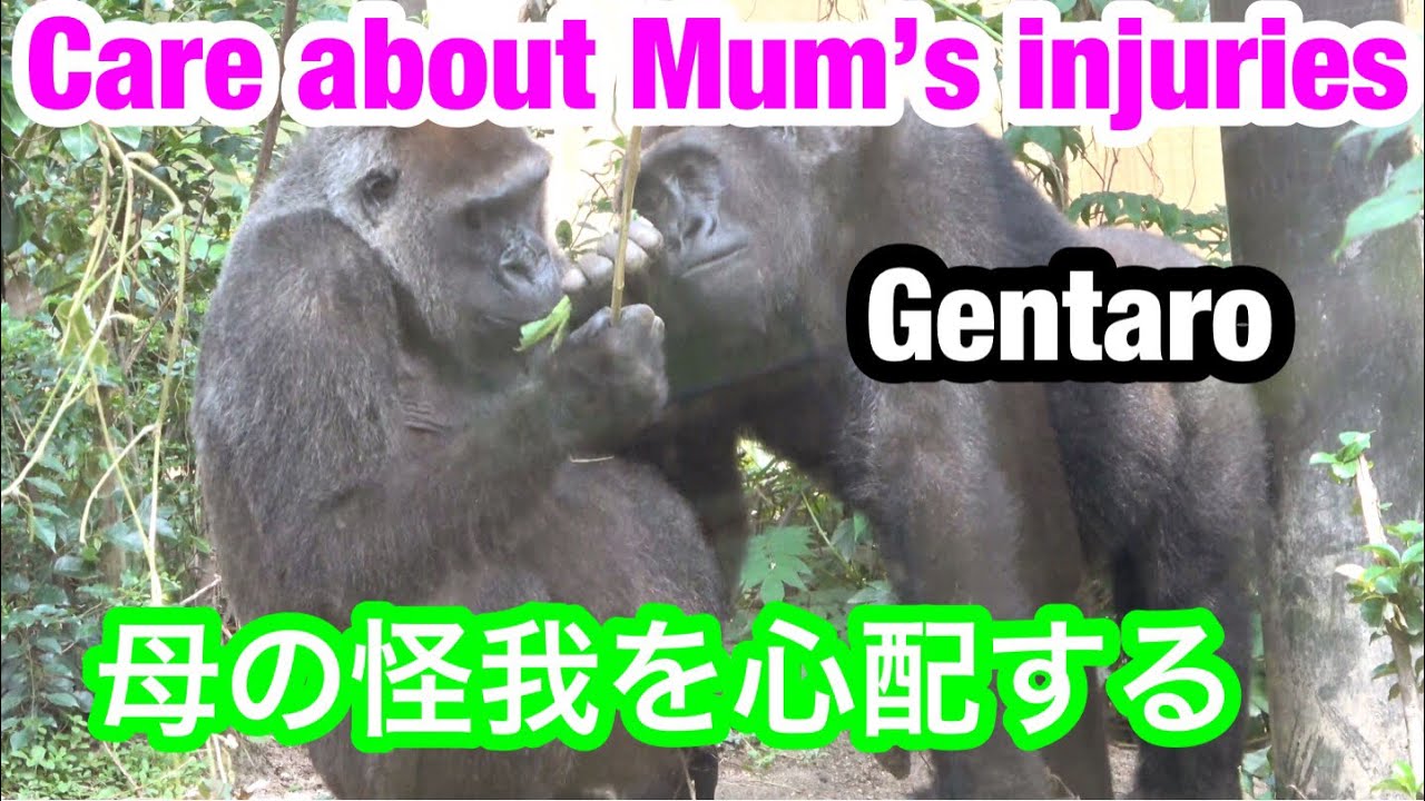 Gentaro  is worried about Mum Genki's injury🌸長男ゲンタロウはゲンキ母の怪我を心配する🌸 【 Gorilla ゴリラ】京都市動物園