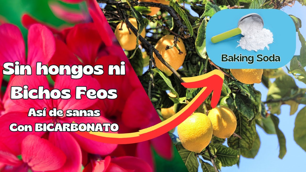 Bicarbonato de Sodio, gran fungicida.