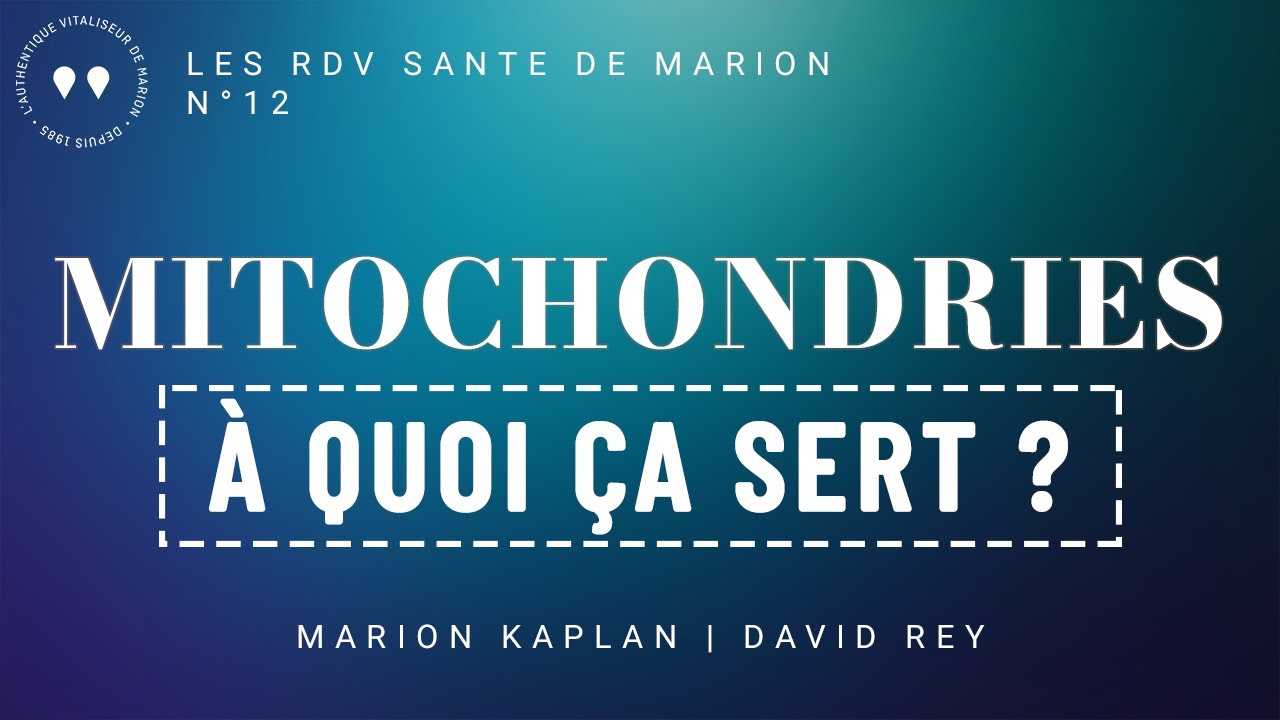 A quoi servent les mitochondries ?