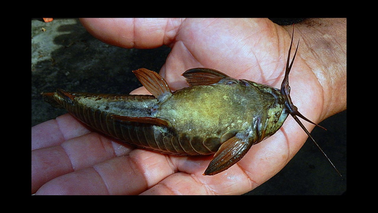 [Wikipedia] Callichthys callichthys