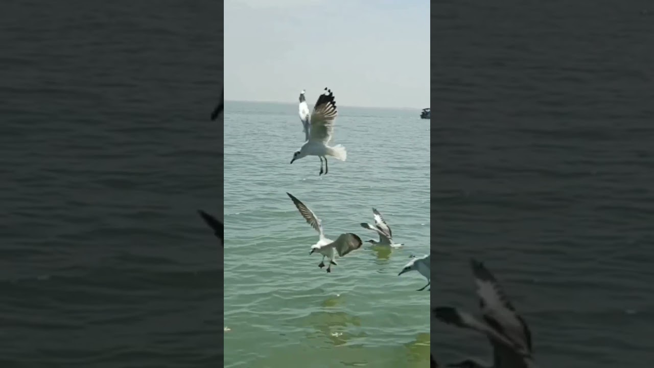Beautiful Birds🕊️ | feeding birds from Chilika lake#shorts#birdsfeeder #chilikalake #travelvlog