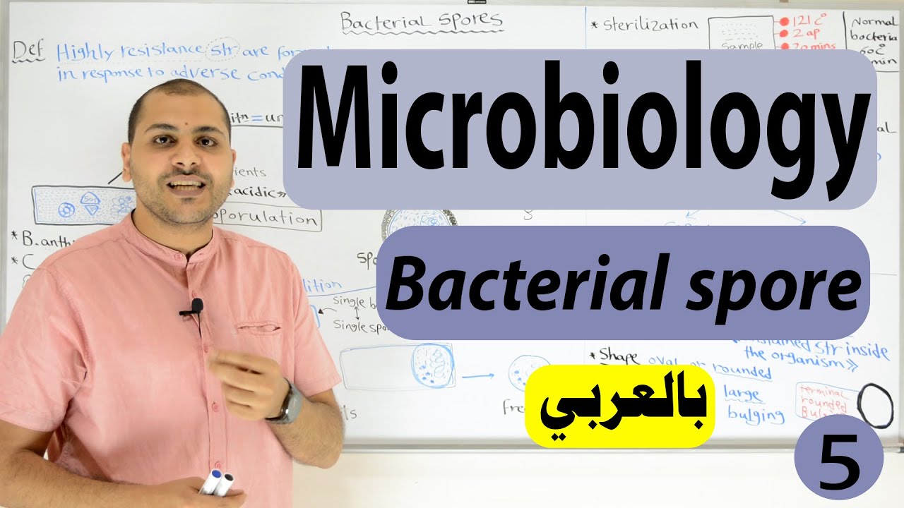 bacterial Spore formation (Bacterial Structure)