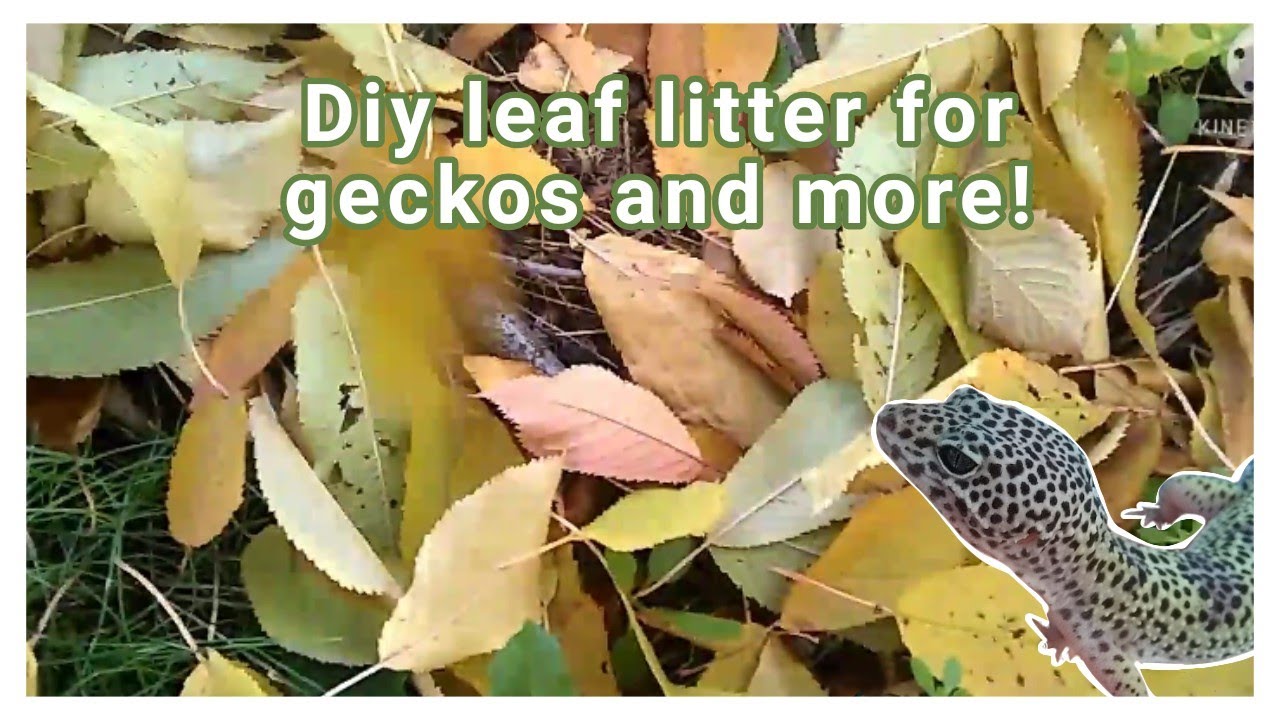 How to make leaf litter | boil and bake methods | Ki's Crazy Reptiles