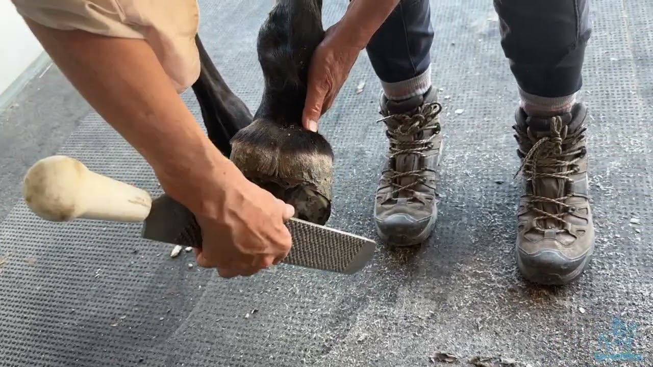 Trimming and Shoeing a Gaited Horse