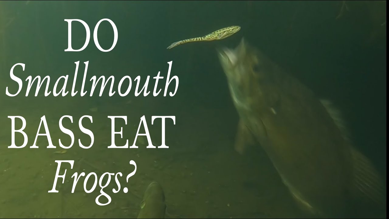 Do Smallmouth Bass Eat Frogs? #shorts