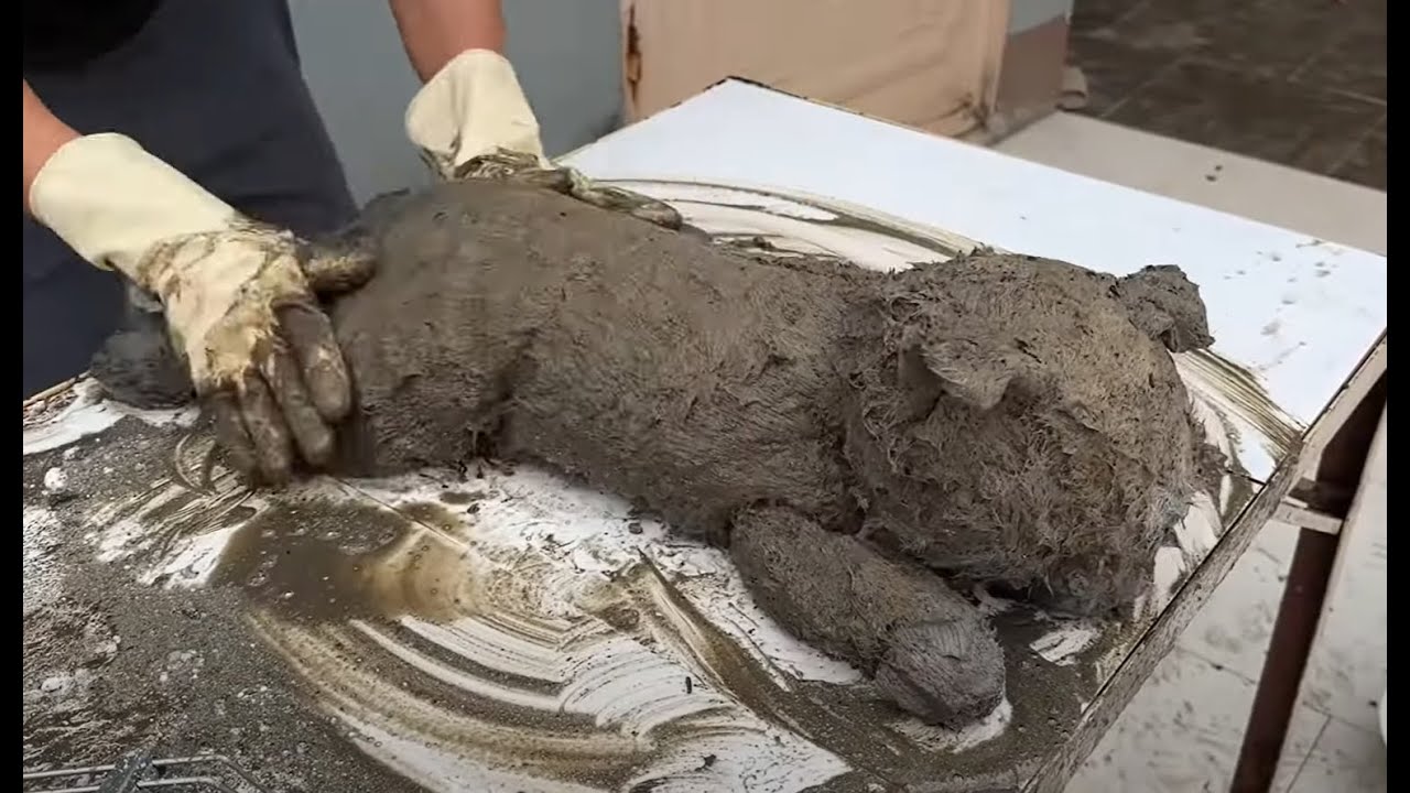 Rescuing & Restoring Abandoned Plush Toys | Cat Teddy Bear Transformation – Deep Cleaning ASMR!