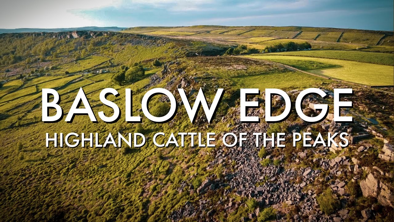 HIGHLAND CATTLE of BASLOW EDGE | VISIT PEAK DISTRICT NATIONAL PARK, UK