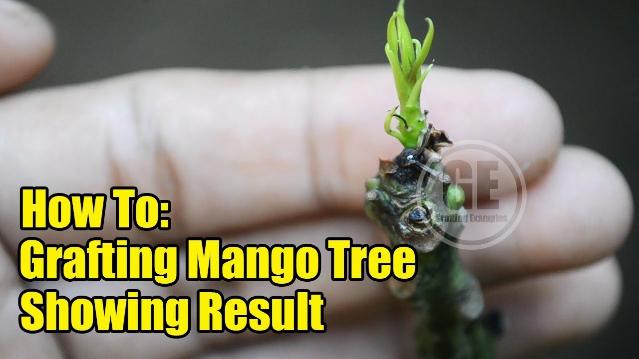 How To Grafting Mango Tree Showing Result