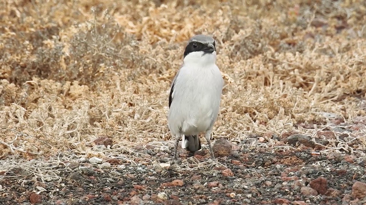 Varsler - Grey Shrike (Lanius koenigi)