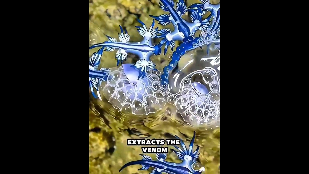Glaucus atlanticus: Морской слизень, крадущий яд 🐉