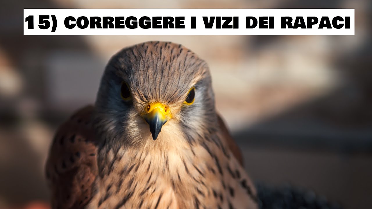 COME ADDESTRARE I RAPACI | 15) Correggere i vizi