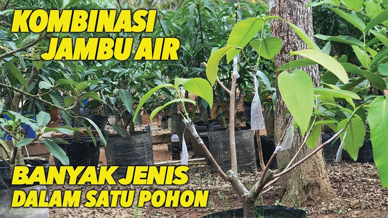 Cara Termudah Kombinasi Jambu Air!