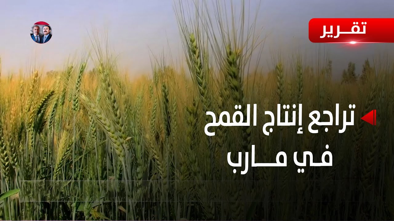 مارب | تراجع إنتاج القمح في المحافظة.. تهديد للأمن الغذائي المحلي - تقرير: عبدالعالم دحلان