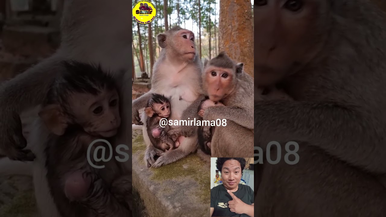 Two monkey mom and baby monkey family@samirlama08
