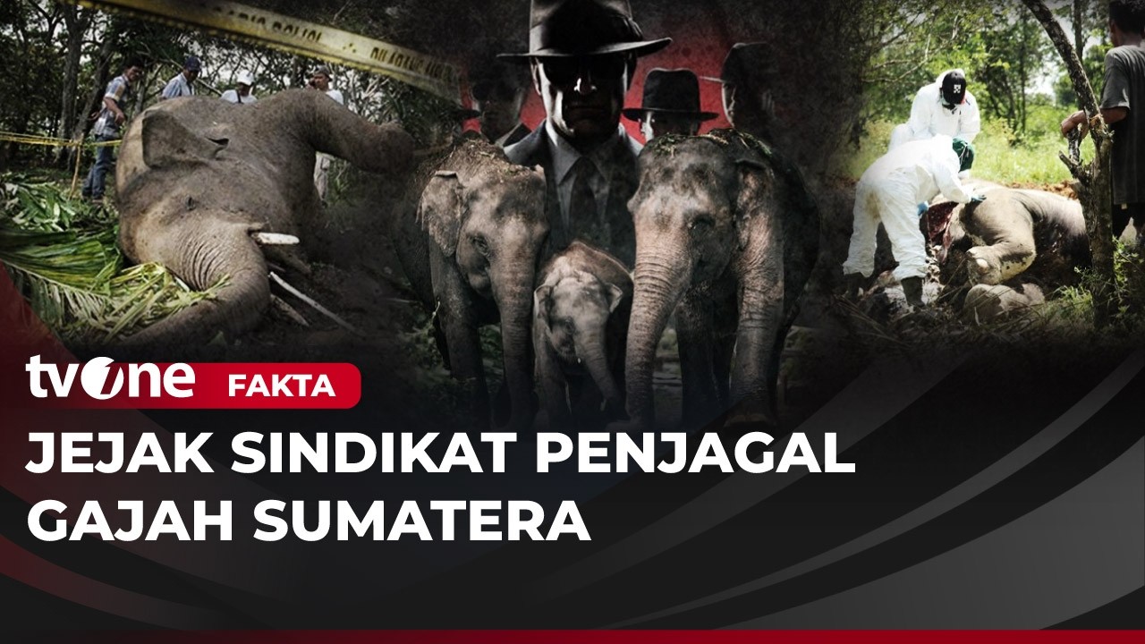 [FULL] Jejak Sindikat Penjagal Gajah Sumatera | Fakta tvOne