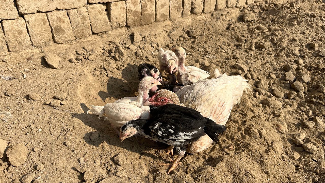 یہ چوزے کس مرغ کے ہیں
