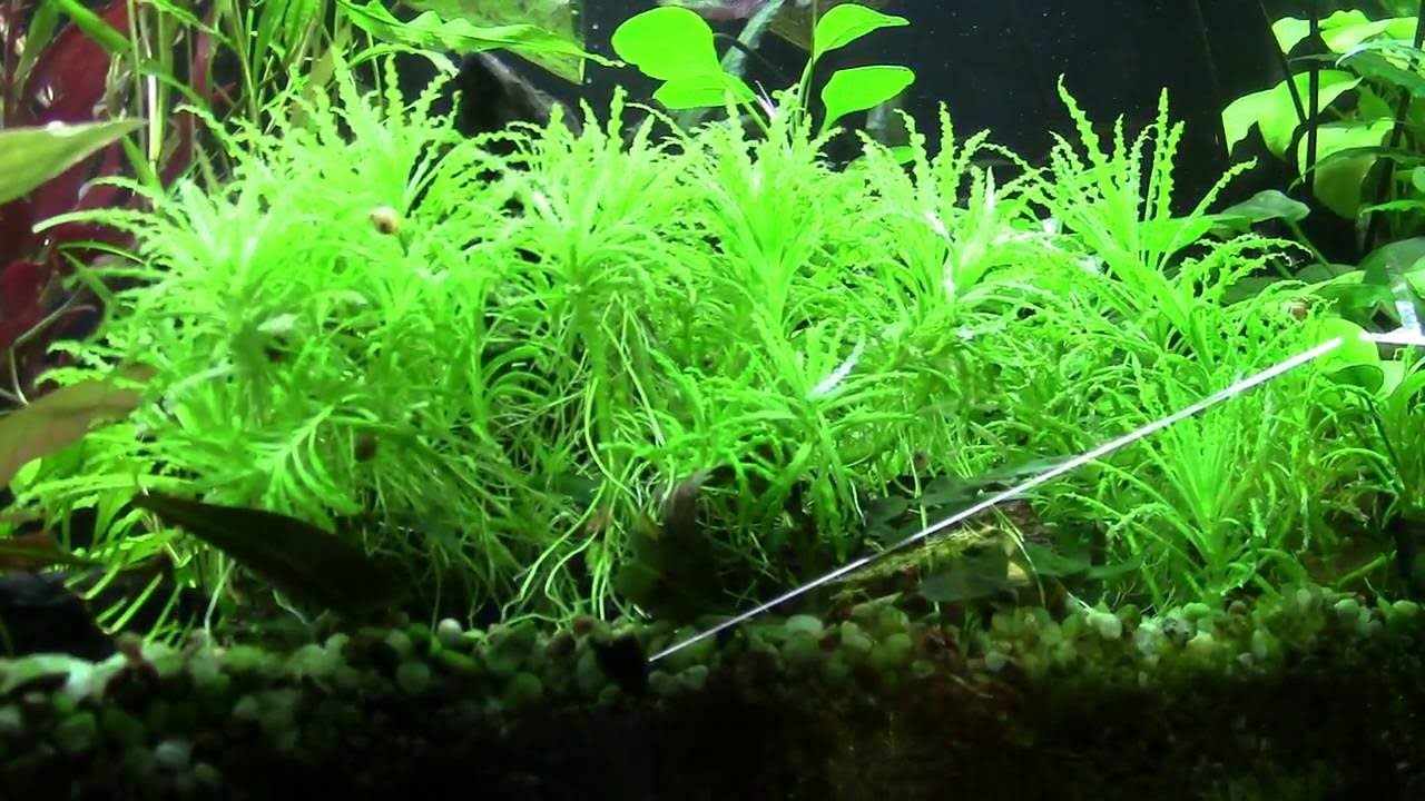 🌿Pogostemon Helferi🌿