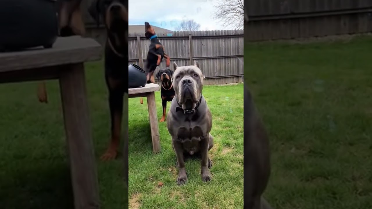 Cane Corso vs Rottweiler vs Doberman: Bubble Chaos 😂