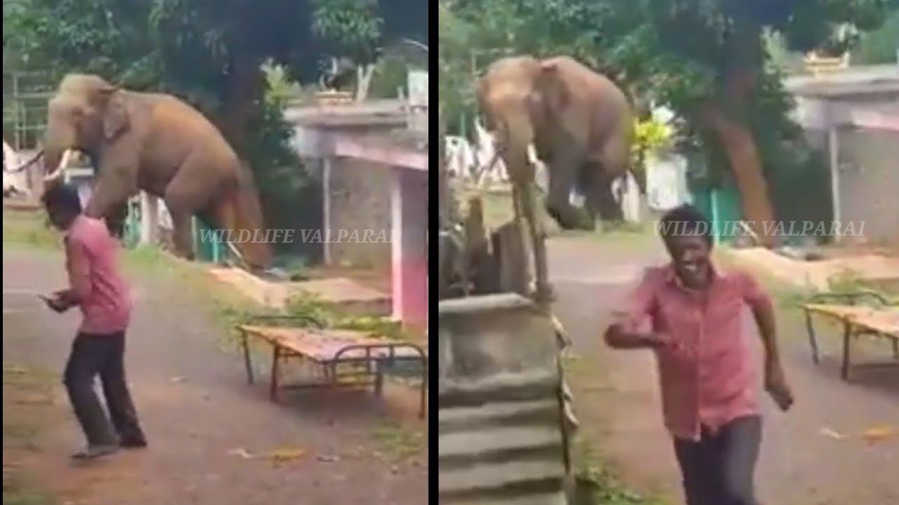 Elephant's play near the Residential Area