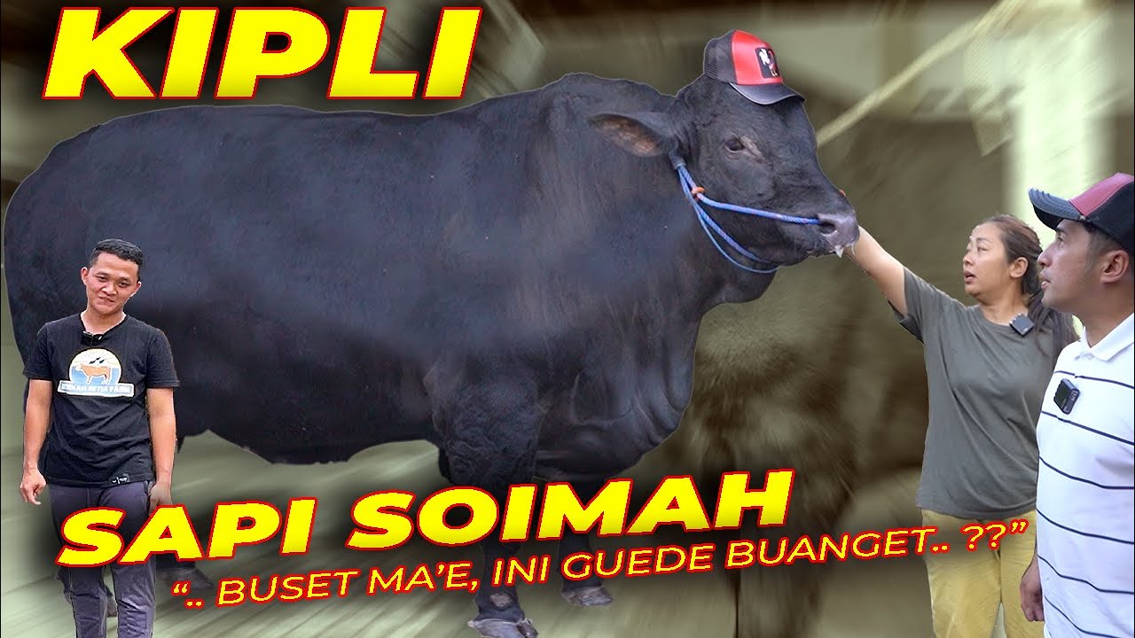 MAS HERMAWAN GELENG-GELENG LIAT 