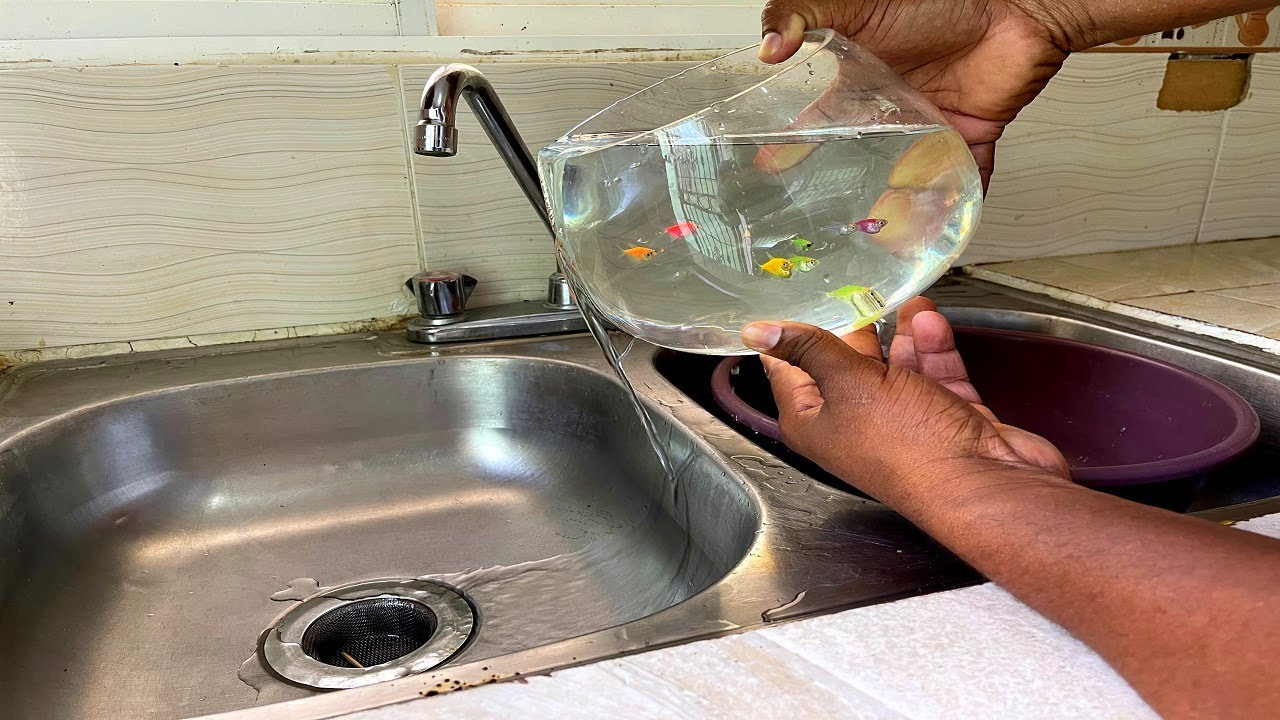 Cómo tener peces en tu casa de lanera más fácil