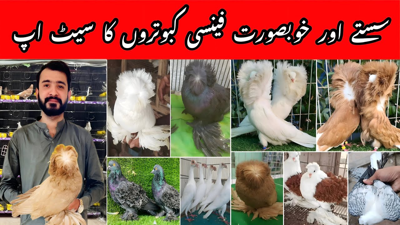 T.TPigeons New Stock 2025 | All fancy pigeon Breeds Available 🔥