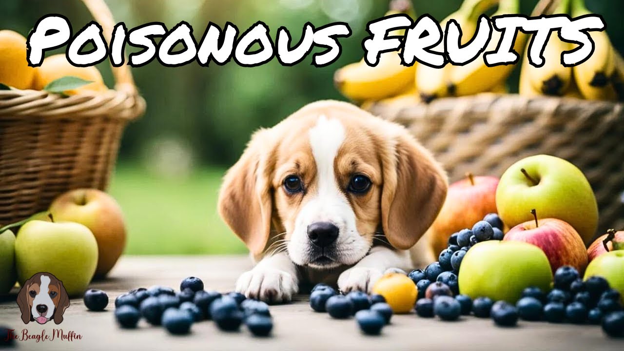 What Popular Fruits Are Poisonous For Dogs?