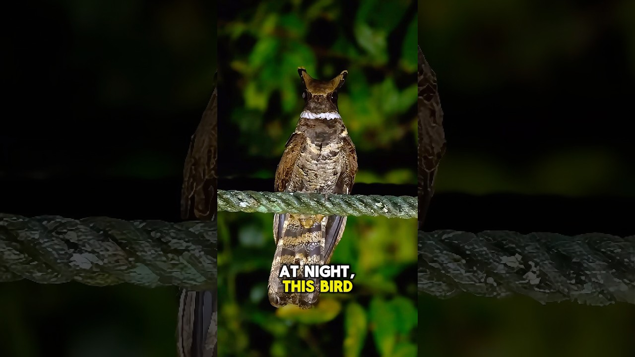A Bird That Hums Like an Alien! #AlienBird #MysteriousSounds #GreatEaredNightjar #NatureSounds