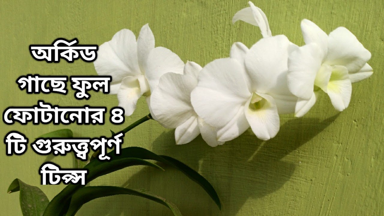 অর্কিড গাছে ফুল কিভাবে ফোটাবেন?|অর্কিড গাছে ফুল আনার ৪টি গুরুত্ত্বপূর্ণ টিপ্স। Whimsy Crafter বাংলা