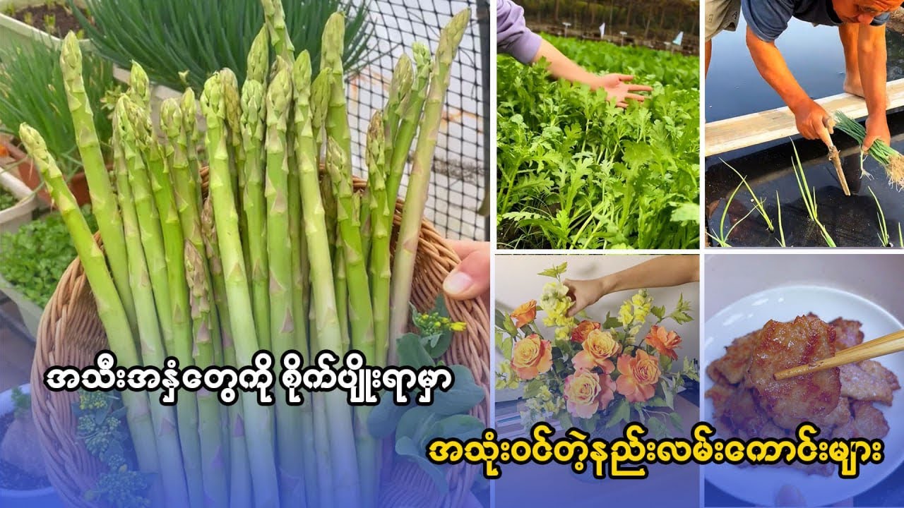 သီးနှံစိုက်ပျိုးနည်းနဲ့ ဟင်းချက်နည်း(၅)မျိုး