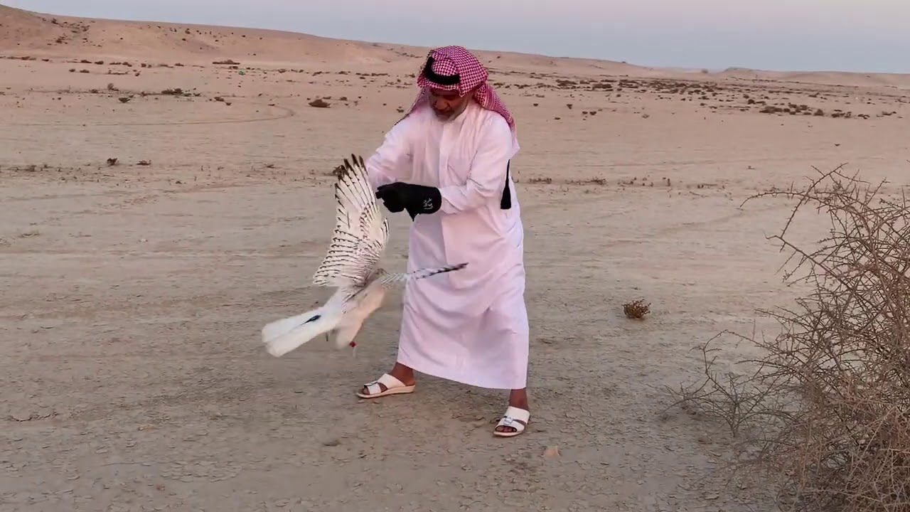 (  نَادْرَةْ الرَاكْدَةْ  ٨  )
