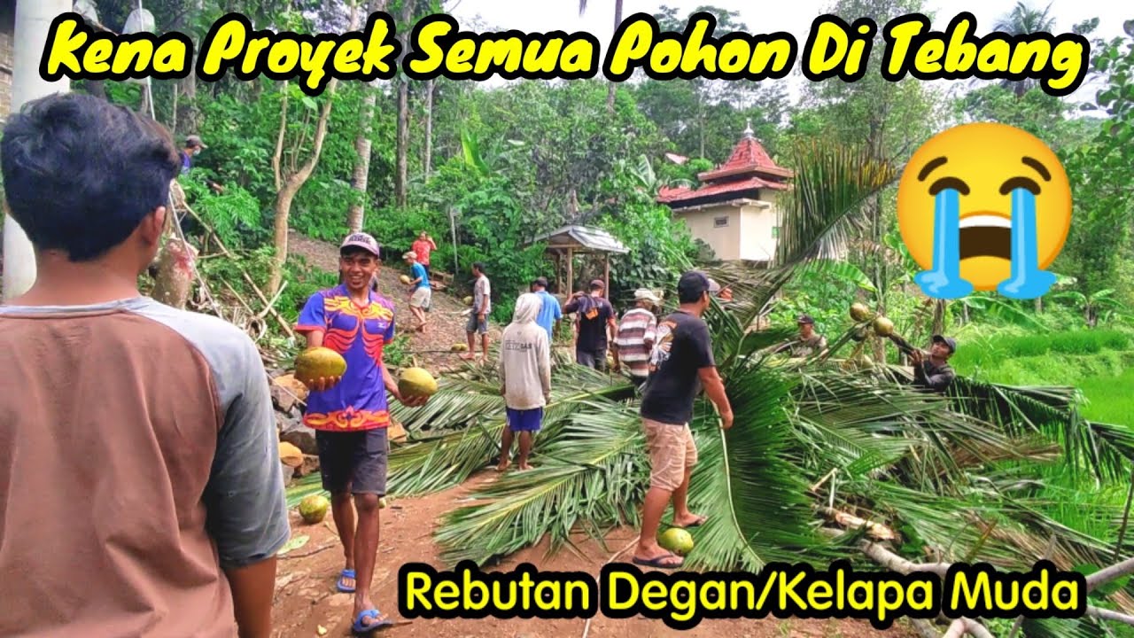 Penebangan Pohon || Suasana Di Kampung || Gotong Royong