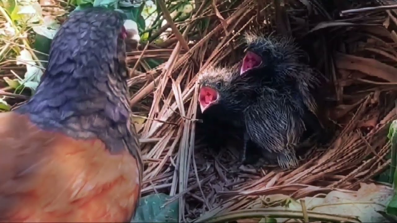 Садист..‼️ Комодо съел курицу бурунг бут, от которой ничего не осталось..