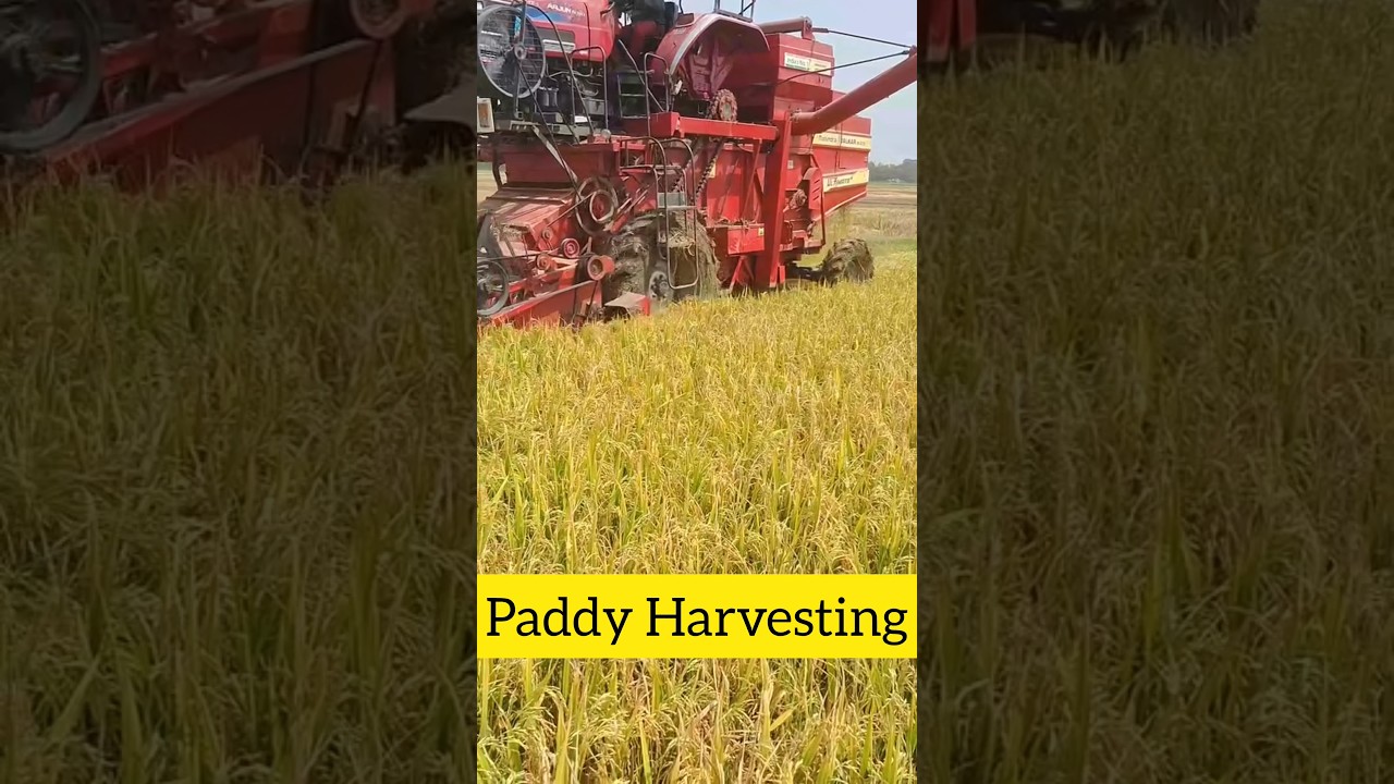 Paddy Procurement #paddy #procurement #agriculture #farmer #farming