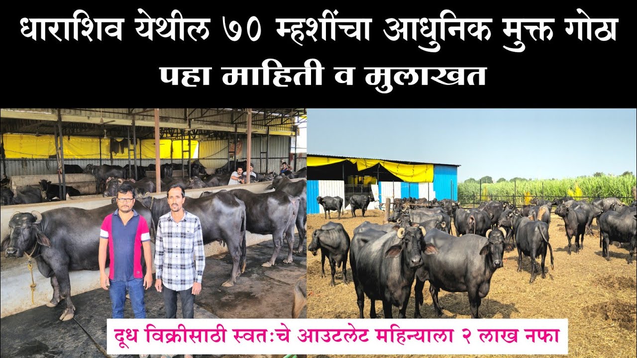 धाराशिव येथील 70 म्हशीचा आधुनिक मुक्त गोठा ! पहा संपूर्ण मुलाखत | Dairy Farming in Maharashtra