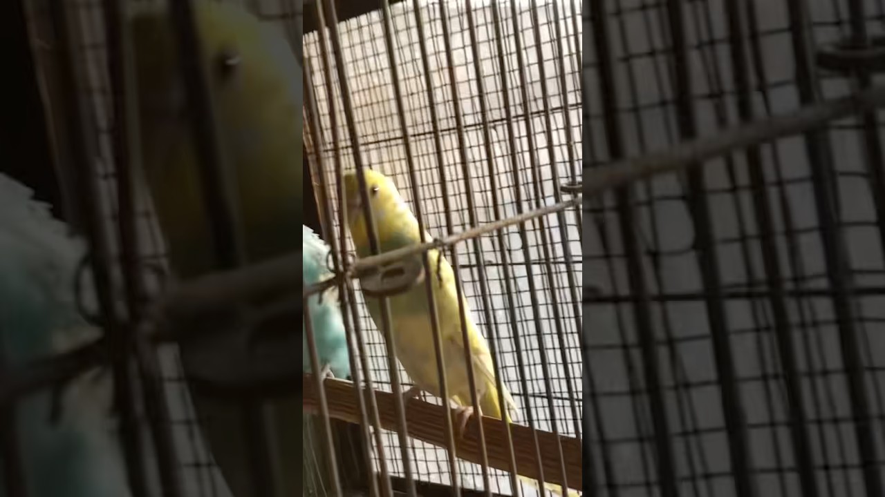 Budgies parrot ki breeding #breeding #shorts