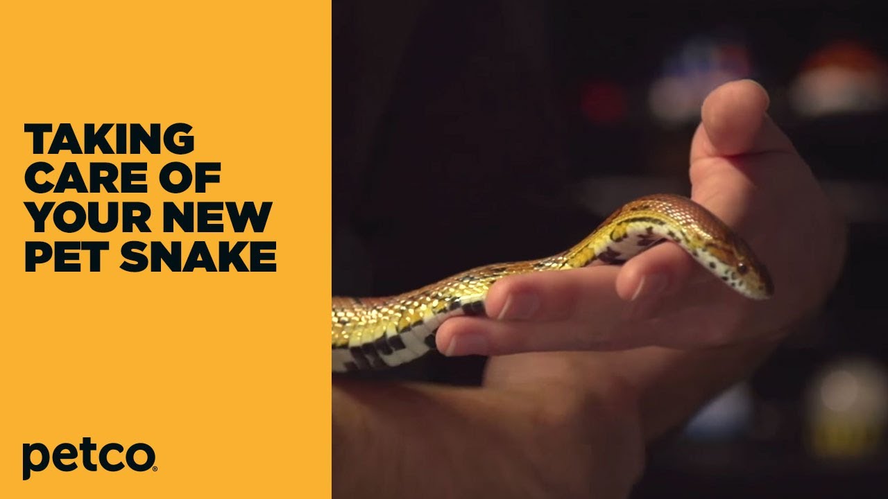 How to - New Pet Snake Care (Petco)