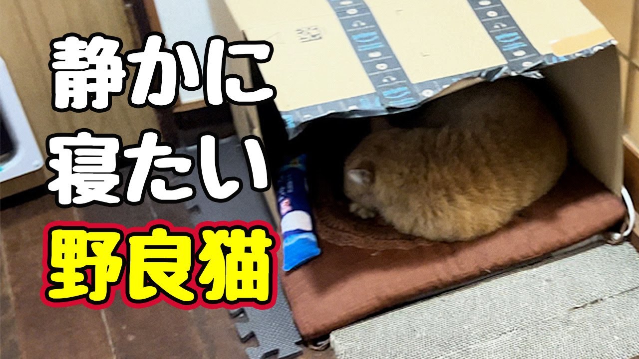 まだ寝たかったよね…【野良猫】