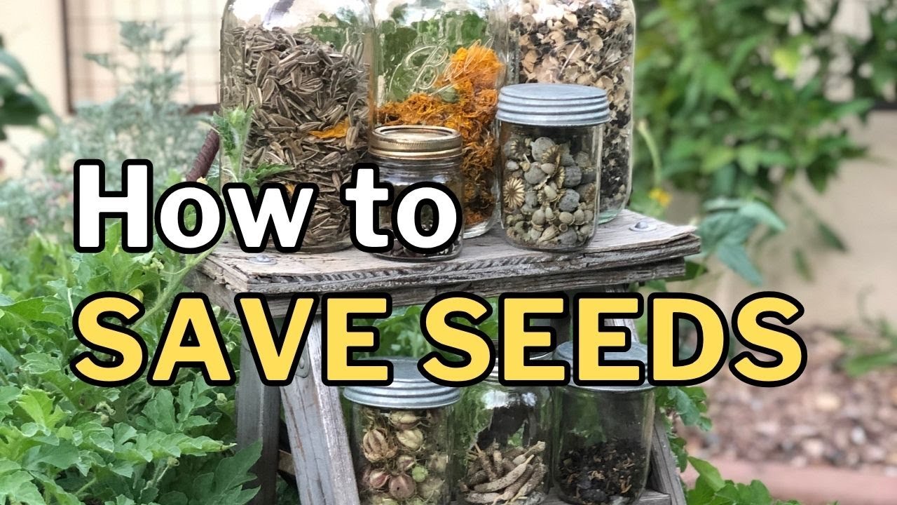 How to SAVE SEEDS (And When You Shouldn't)