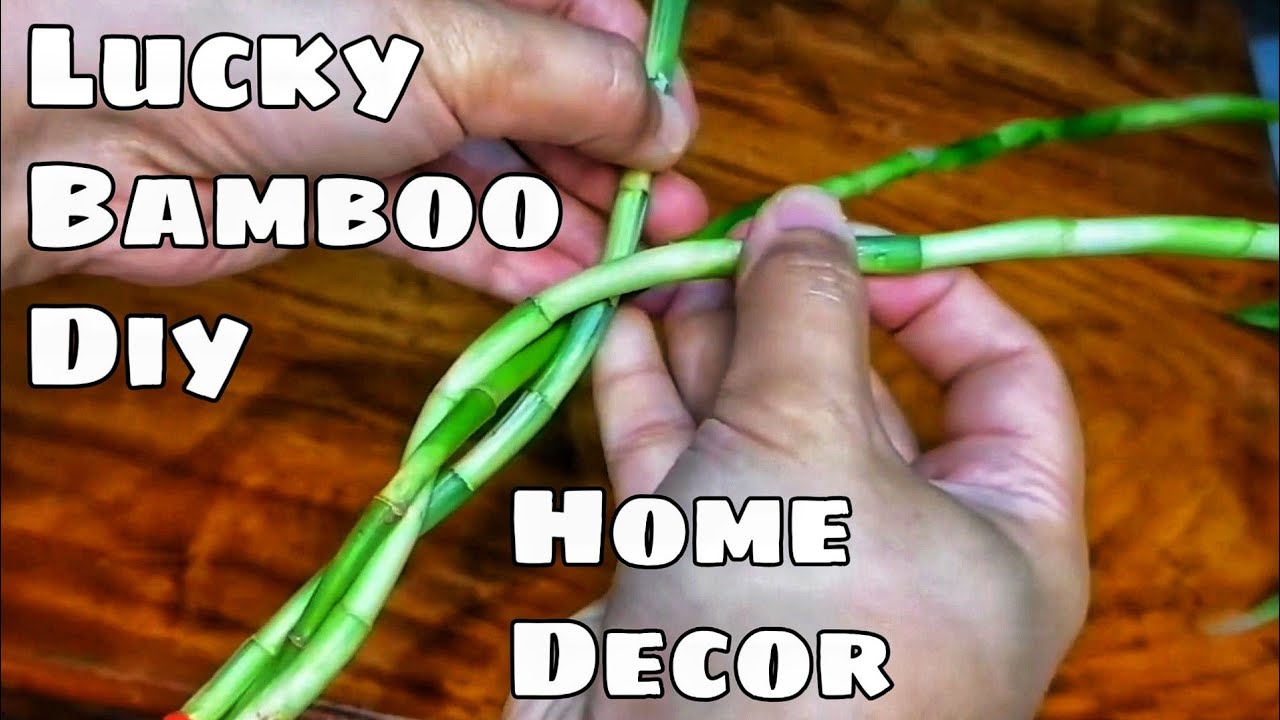 Lucky Bamboo Decoration Idea | How to Braid Lucky Bamboo Plant