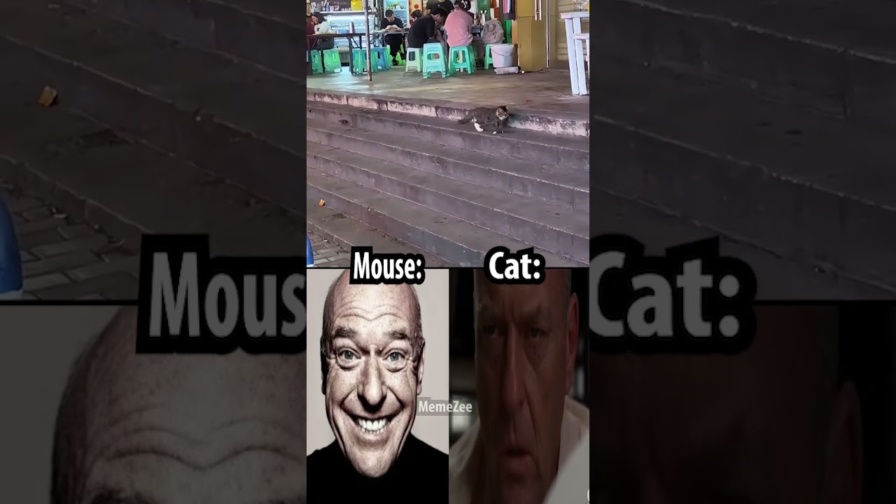 cat vs mouse