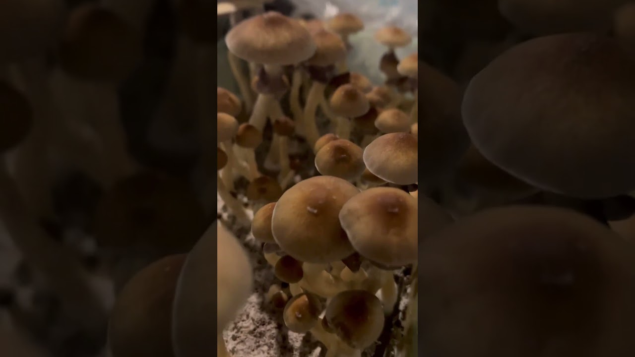 First full B+ flush