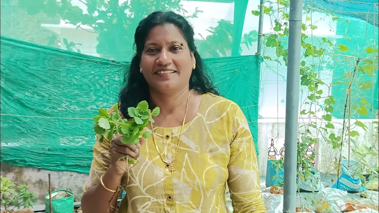 വർഷം മുഴുവൻ കൂർക്ക കൃഷി വീട്ടിൽ തന്നെ #agriculture#fyp #food  #highlights #nature #india ji