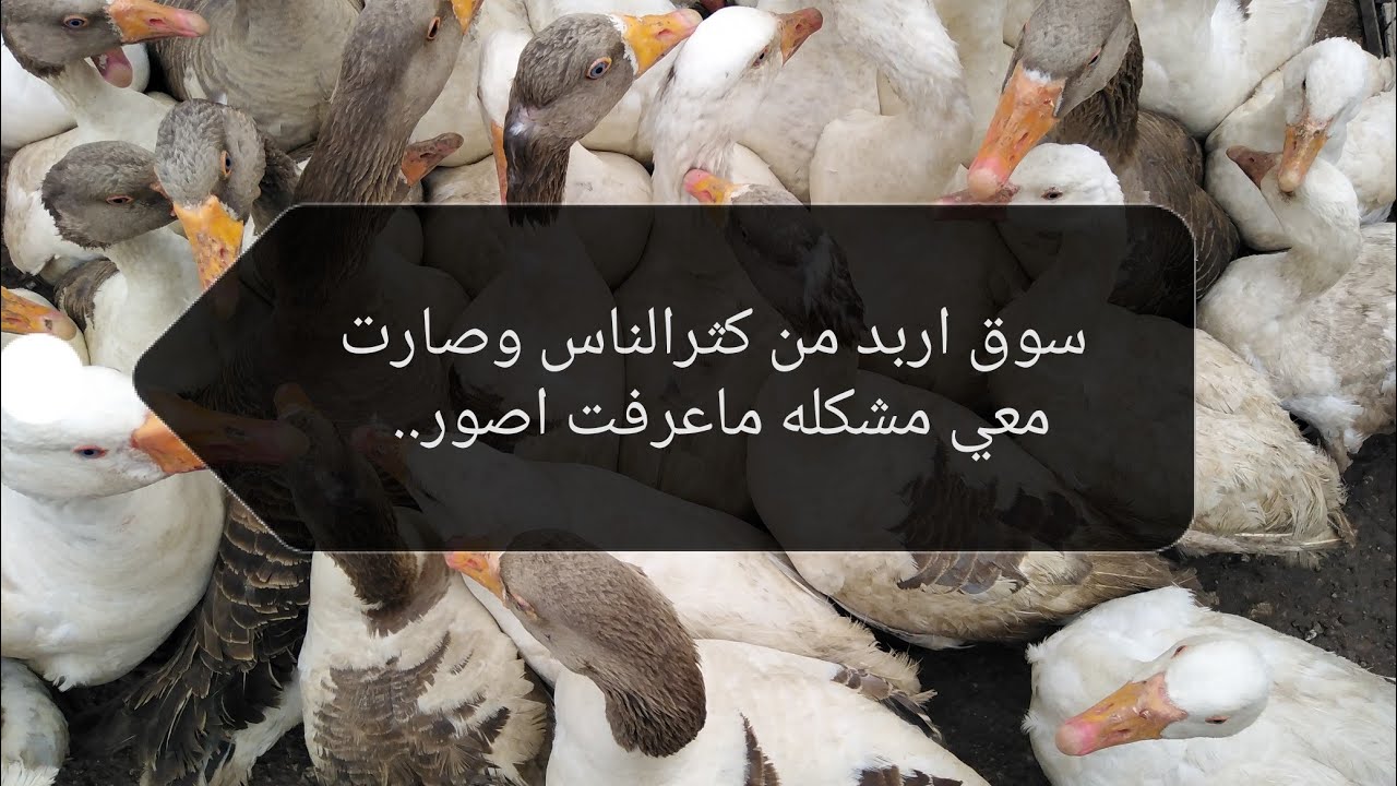 سوق اربد من كثرالناس ماعرفت اصور  وصارت معي مشكله