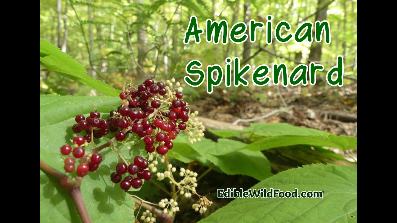 American Spikenard: A Wild Edible You May Not Have Heard Of!